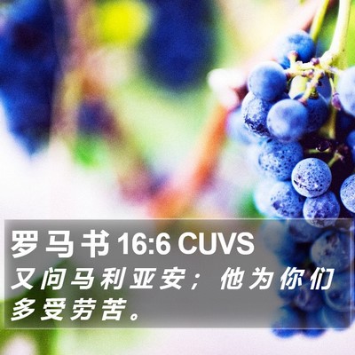 罗 马 书 16:6 CUVS Bible Verse Image