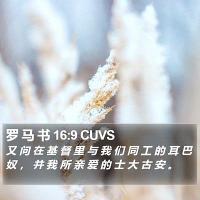 罗 马 书 16:9 CUVS Bible Verse Image