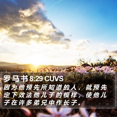 罗 马 书 8:29 CUVS Bible Verse Image