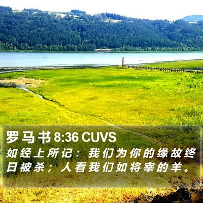 罗 马 书 8:36 CUVS Bible Verse Image