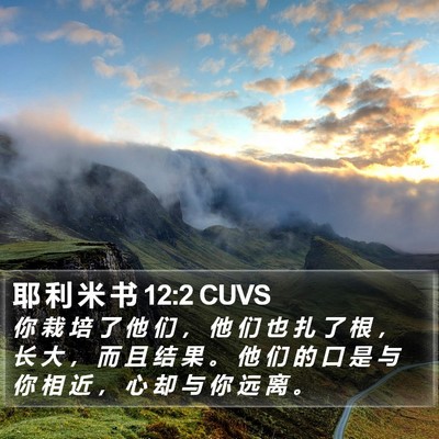 耶 利 米 书 12:2 CUVS Bible Verse Image