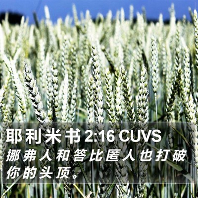 耶 利 米 书 2:16 CUVS Bible Verse Image