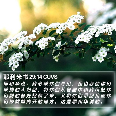 耶 利 米 书 29:14 CUVS Bible Verse Image