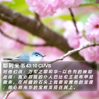 耶 利 米 书 43:10 CUVS Bible Verse Image