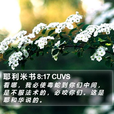耶 利 米 书 8:17 CUVS Bible Verse Image