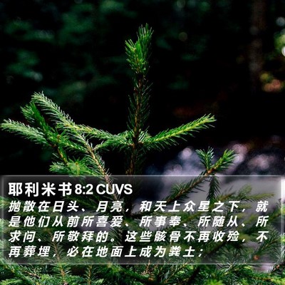 耶 利 米 书 8:2 CUVS Bible Verse Image