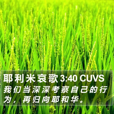 耶 利 米 哀 歌 3:40 CUVS Bible Verse Image