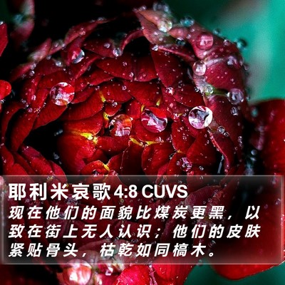 耶 利 米 哀 歌 4:8 CUVS Bible Verse Image