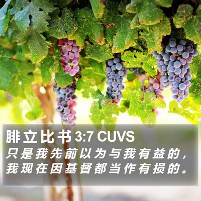腓 立 比 书 3:7 CUVS Bible Verse Image