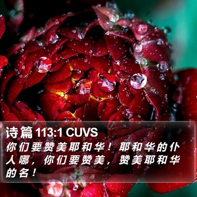 诗 篇 113:1 CUVS Bible Verse Image
