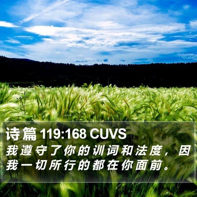 诗 篇 119:168 CUVS Bible Verse Image
