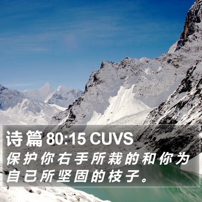 诗 篇 80:15 CUVS Bible Verse Image
