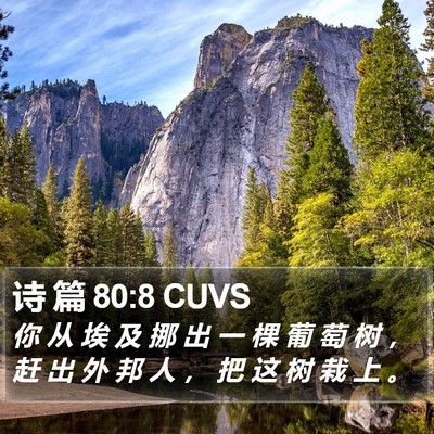 诗 篇 80:8 CUVS Bible Verse Image