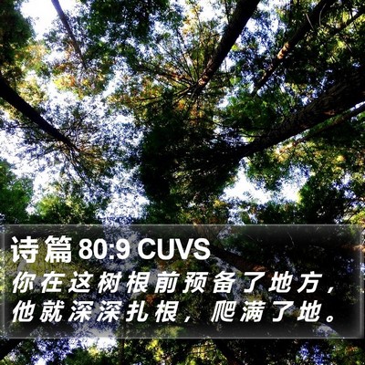 诗 篇 80:9 CUVS Bible Verse Image