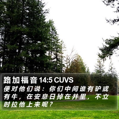 路 加 福 音 14:5 CUVS Bible Verse Image