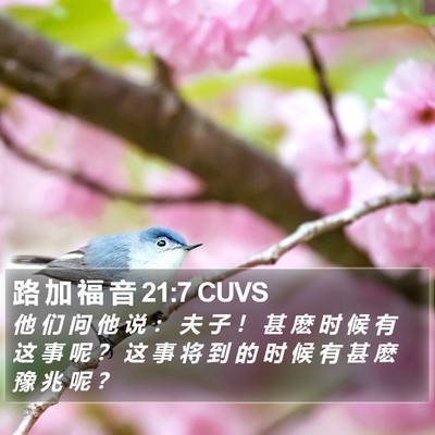 路 加 福 音 21:7 CUVS Bible Verse Image