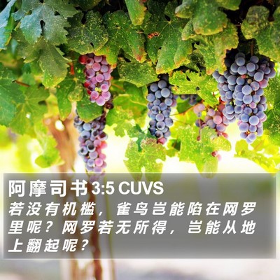 阿 摩 司 书 3:5 CUVS Bible Verse Image