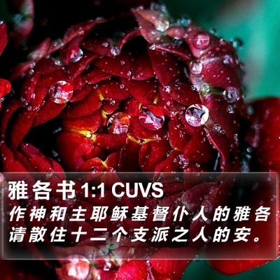 雅 各 书 1:1 CUVS Bible Verse Image
