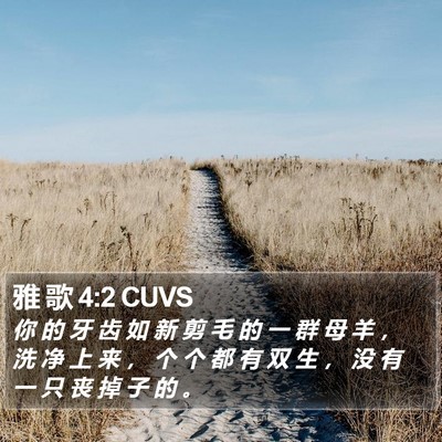 雅 歌 4:2 CUVS Bible Verse Image