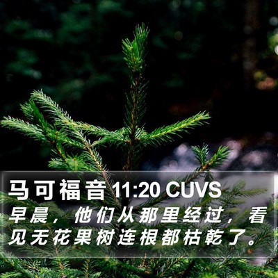 马 可 福 音 11:20 CUVS Bible Verse Image
