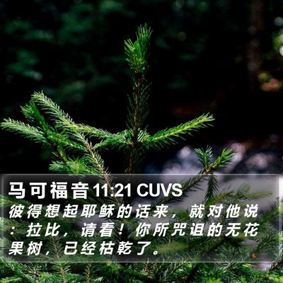 马 可 福 音 11:21 CUVS Bible Verse Image