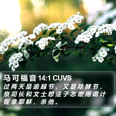 马 可 福 音 14:1 CUVS Bible Verse Image