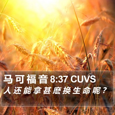 马 可 福 音 8:37 CUVS Bible Verse Image