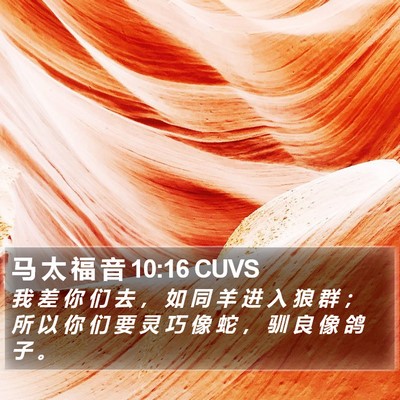 马 太 福 音 10:16 CUVS Bible Verse Image