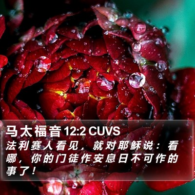 马 太 福 音 12:2 CUVS Bible Verse Image