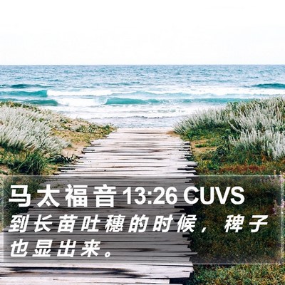 马 太 福 音 13:26 CUVS Bible Verse Image