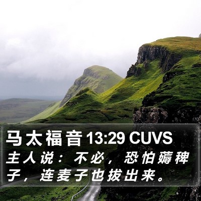 马 太 福 音 13:29 CUVS Bible Verse Image