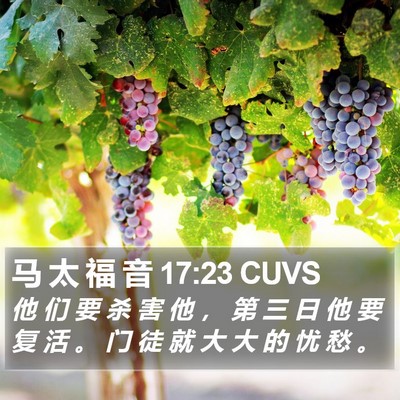 马 太 福 音 17:23 CUVS Bible Verse Image