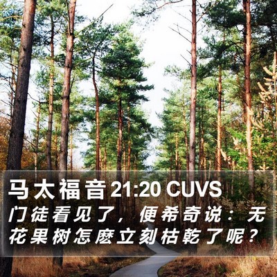 马 太 福 音 21:20 CUVS Bible Verse Image