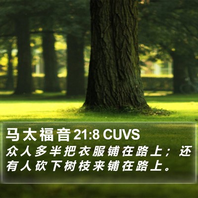 马 太 福 音 21:8 CUVS Bible Verse Image