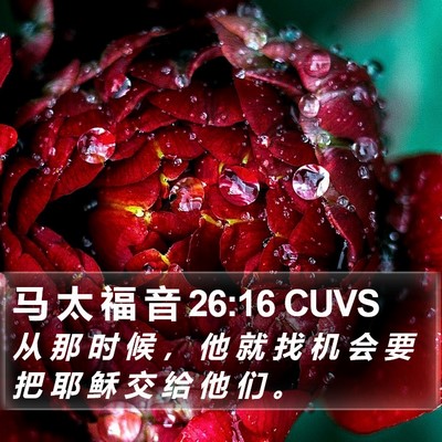 马 太 福 音 26:16 CUVS Bible Verse Image