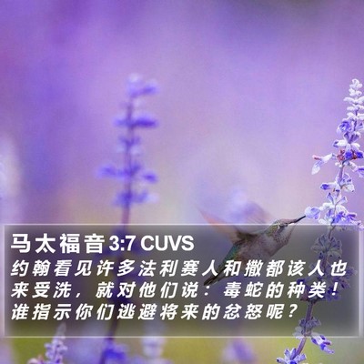 马 太 福 音 3:7 CUVS Bible Verse Image