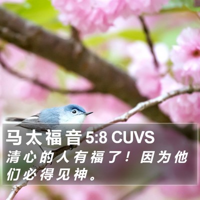 马 太 福 音 5:8 CUVS Bible Verse Image