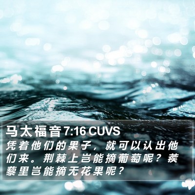 马 太 福 音 7:16 CUVS Bible Verse Image