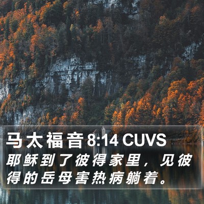 马 太 福 音 8:14 CUVS Bible Verse Image