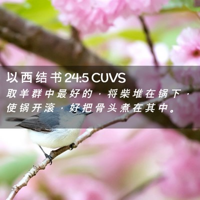 Picture 02 - 以 西 结 书 24:5 CUVS - 取 羊 群 中 最 好 的 ， 将 柴 堆 在 - Bible Verse Picture