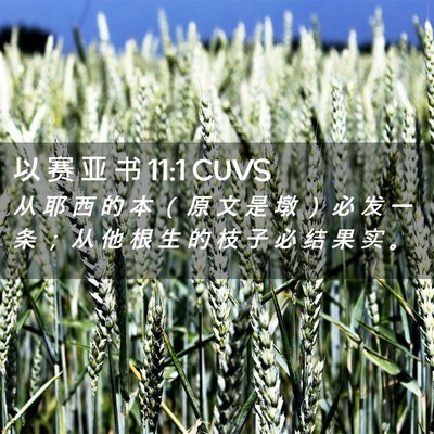 Picture 02 - 以 赛 亚 书 11:1 CUVS - 从 耶 西 的 本 （ 原 文 是 墩 ） 必 - Bible Verse Picture