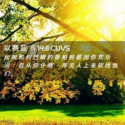 Picture 02 - 以 赛 亚 书 14:8 CUVS - 松 树 和 利 巴 嫩 的 香 柏 树 都 因 - Bible Verse Picture