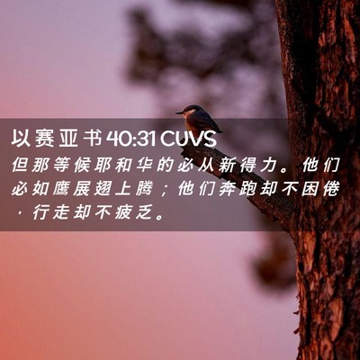 Picture 02 - 以 赛 亚 书 40:31 CUVS - 但 那 等 候 耶 和 华 的 必 从 新 得 - Bible Verse Picture