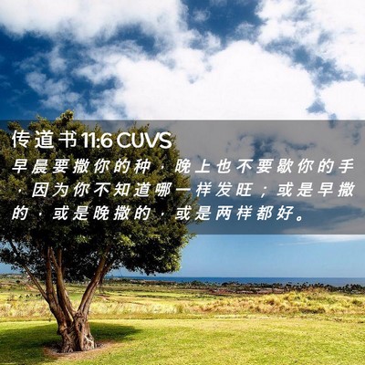 Picture 02 - 传 道 书 11:6 CUVS - 早 晨 要 撒 你 的 种 ， 晚 上 也 不 - Bible Verse Picture