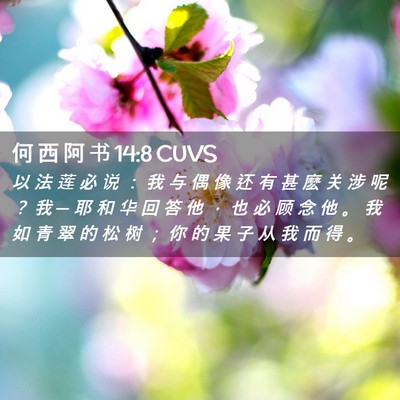 Picture 02 - 何 西 阿 书 14:8 CUVS - 以 法 莲 必 说 ： 我 与 偶 像 还 有 - Bible Verse Picture