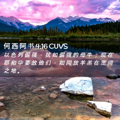 Picture 02 - 何 西 阿 书 4:16 CUVS - 以 色 列 倔 强 ， 犹 如 倔 强 的 母 - Bible Verse Picture