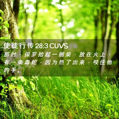 Picture 02 - 使 徒 行 传 28:3 CUVS - 那 时 ， 保 罗 拾 起 一 捆 柴 ， 放 - Bible Verse Picture
