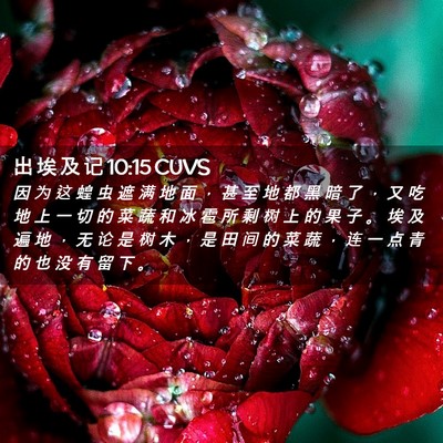 Picture 02 - 出 埃 及 记 10:15 CUVS - 因 为 这 蝗 虫 遮 满 地 面 ， 甚 至 - Bible Verse Picture