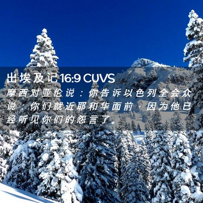 Picture 02 - 出 埃 及 记 16:9 CUVS - 摩 西 对 亚 伦 说 ： 你 告 诉 以 色 - Bible Verse Picture
