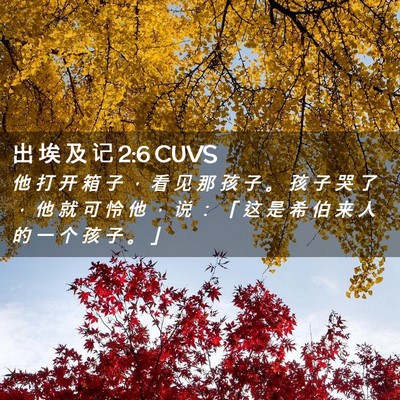 Picture 02 - 出 埃 及 记 2:6 CUVS - 他 打 开 箱 子 ， 看 见 那 孩 子 。 - Bible Verse Picture
